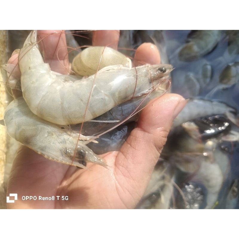 

udang besar segar 250grm