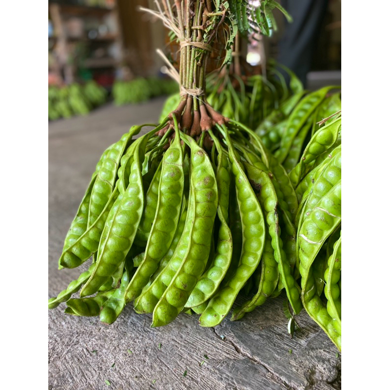 

PETE PENDEK TUA 10 LONJOR/PAPAN