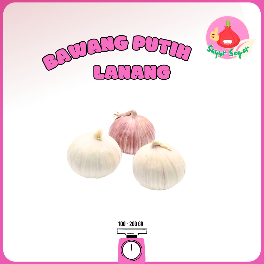 

Sayur Segar - Bawang Putih Lanang/Lanang Onion