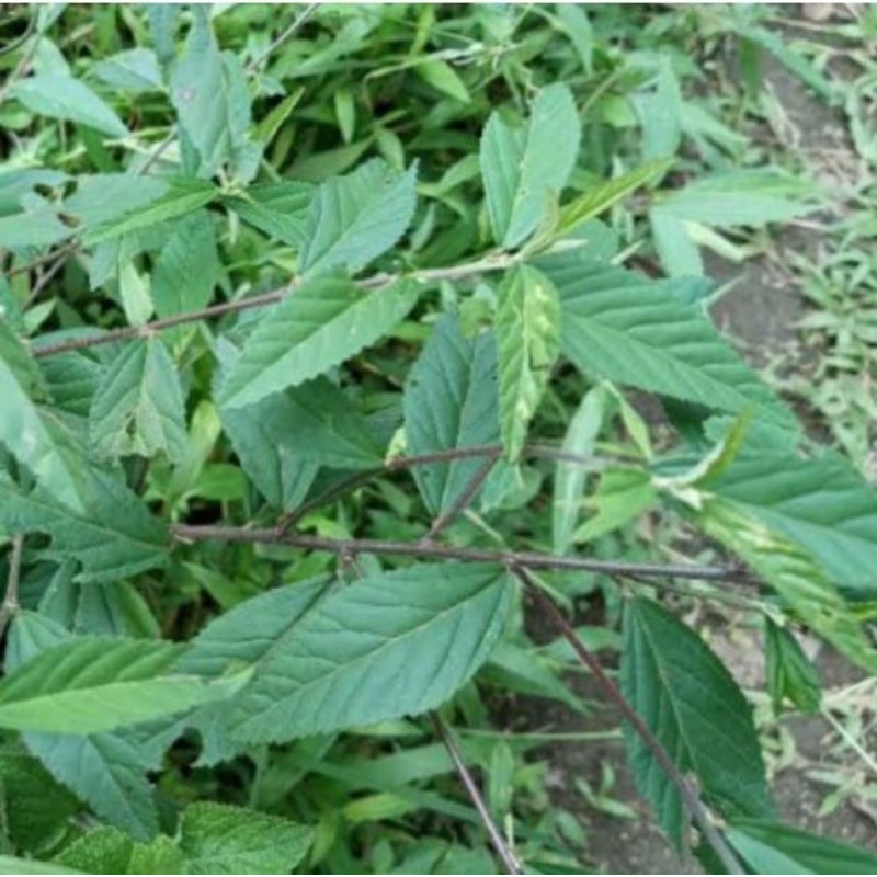 

daun sadagori segar 500gr