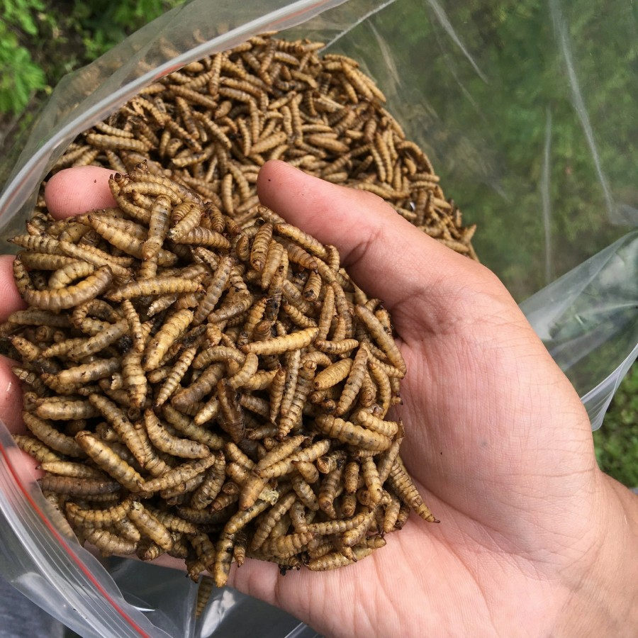 Maggot Bsf Manggot Kering Pakan Ikan Predator Louhan Channa Arwana 500Gr