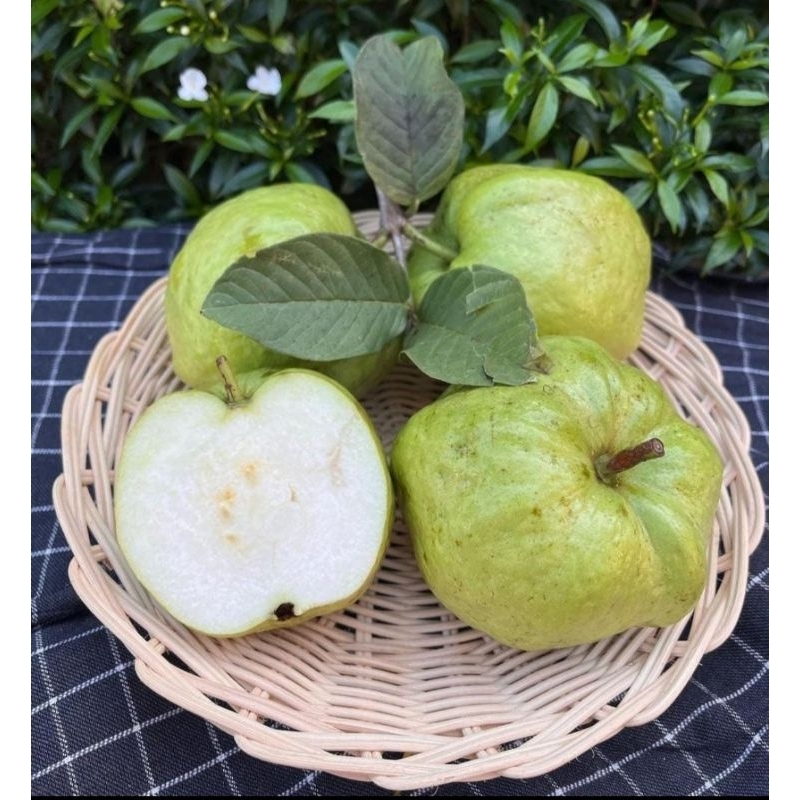 

JAMBU KRISTAL 1KG JAMBU RUJAK