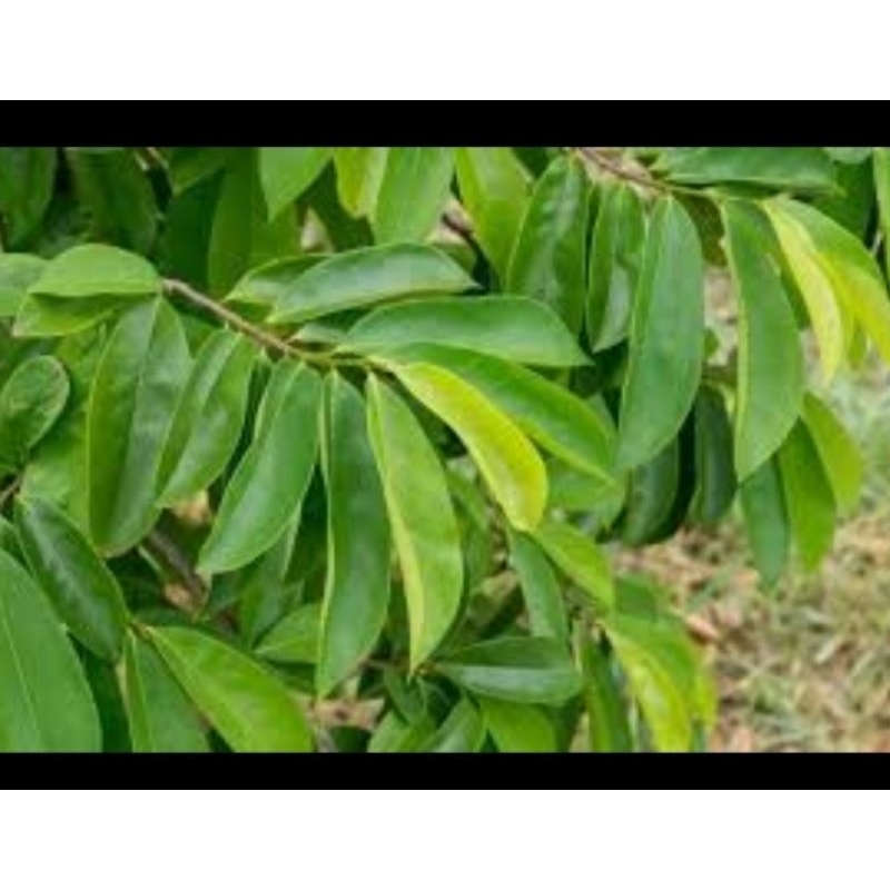 

daun sirsak 100 lembar fresh obat herbal