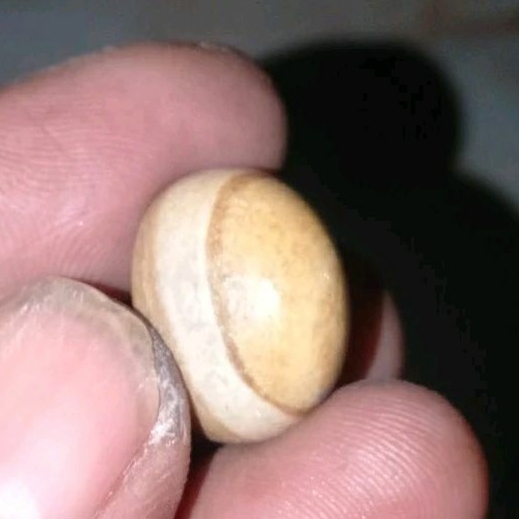 Batu Fossill Motif Puser/Mata Dewa Asli Semeru Lumajang