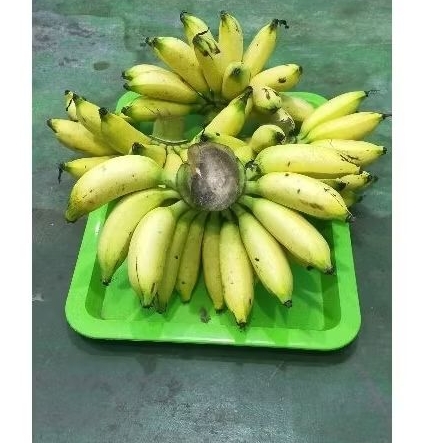 

pisang barlin