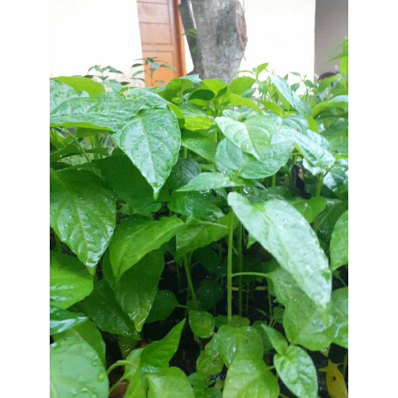 BIBIT CABE CABAI RAWIT ORI 212