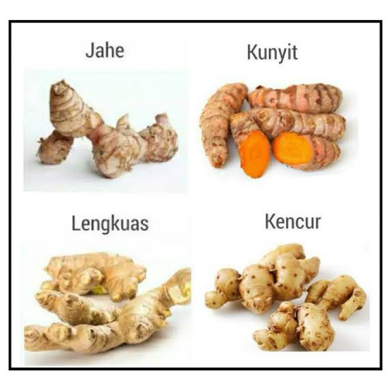 

Jahe Lengkuas Sereh Kunyit Kencur (50 gr)