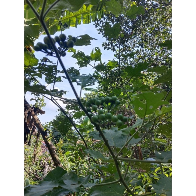

buah takokak/cepokak 500g menurunkan diabetes/mengatasi asam urat/mengatasi jantung/meredakan sakit pinggang/meningkatkan daya tahan tubuh dan lainlain