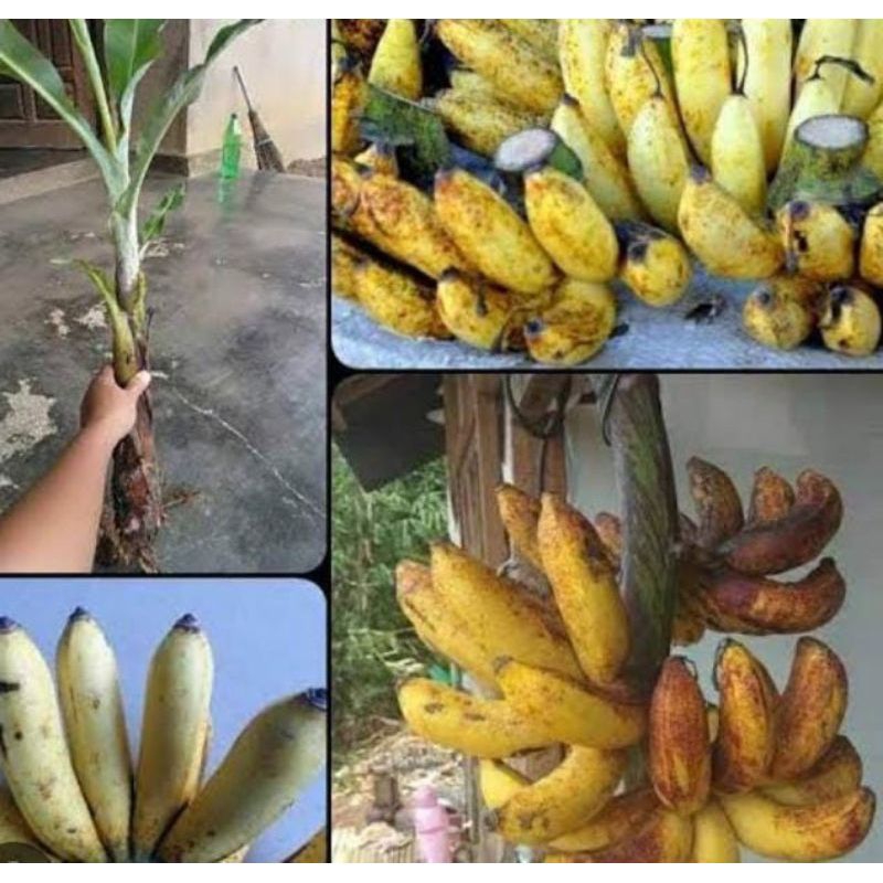 bibit tunas pisang raja sereh _tunas bibit pisang sereh unggulan/1tunas