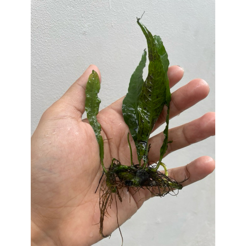 Kadaka Java Fern Tanaman Aquascape