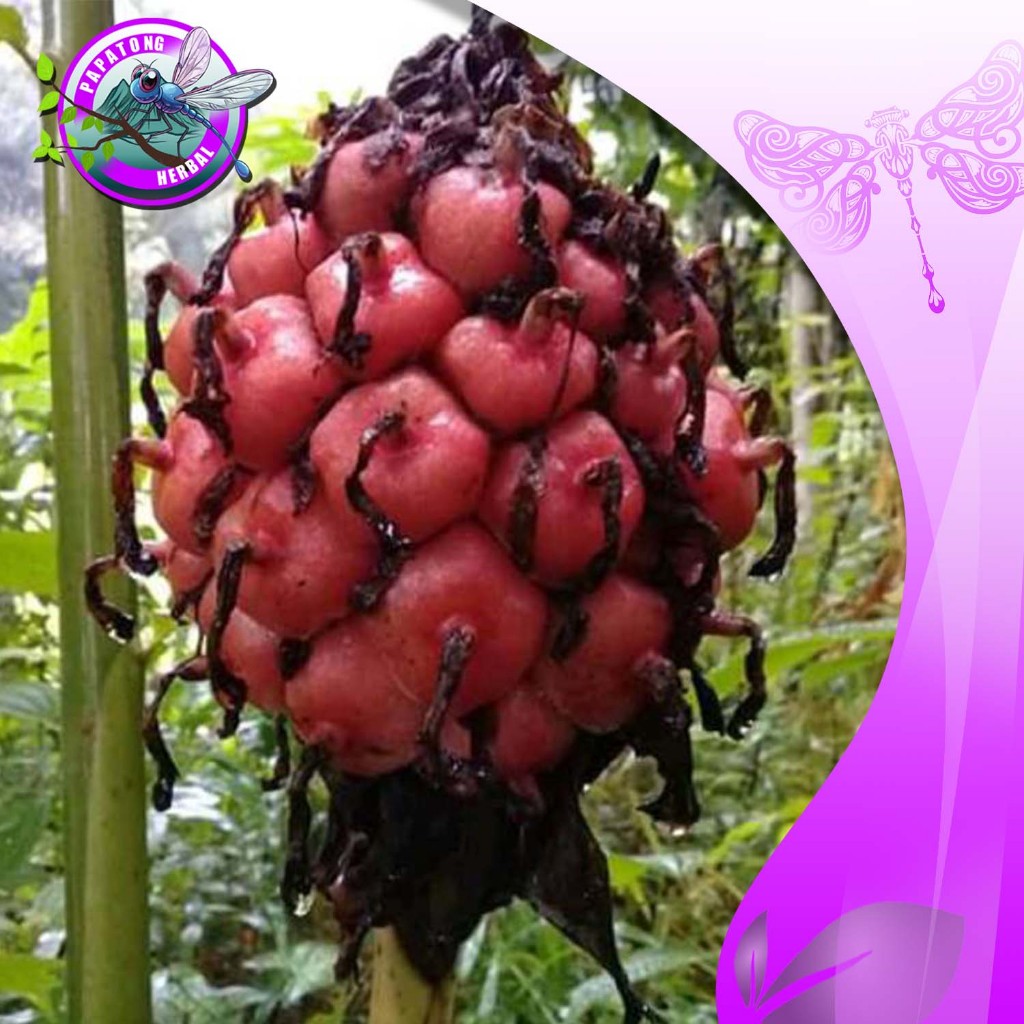 

BUAH KECOMBRANG / HONJE MERAH 1 KG - PAPATONG HERBAL