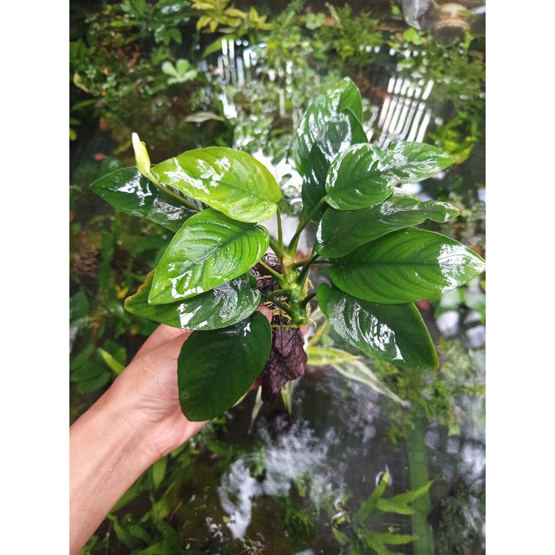 anubias nana jumbo media kayu rentek