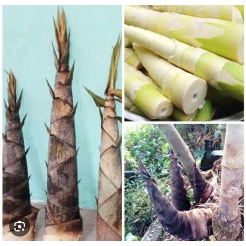 

rebung tunas bambu petung/ sayuran rebung/1kg