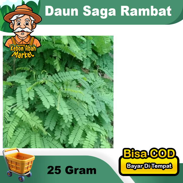 Daun Saga Rambat Obat Herbal Per 25 Gram (Tanpa Media Tanah)