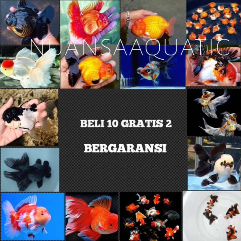 

TERMURAH!!!! ORDER 10 BONUS 2 KOKI SUPER CANTIK LAYAK DI BESARKAN