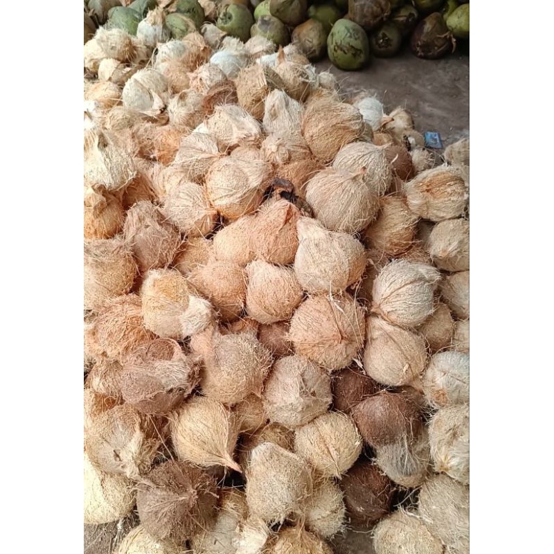 

Kelapa Tua Utuh Sudah Dikupas