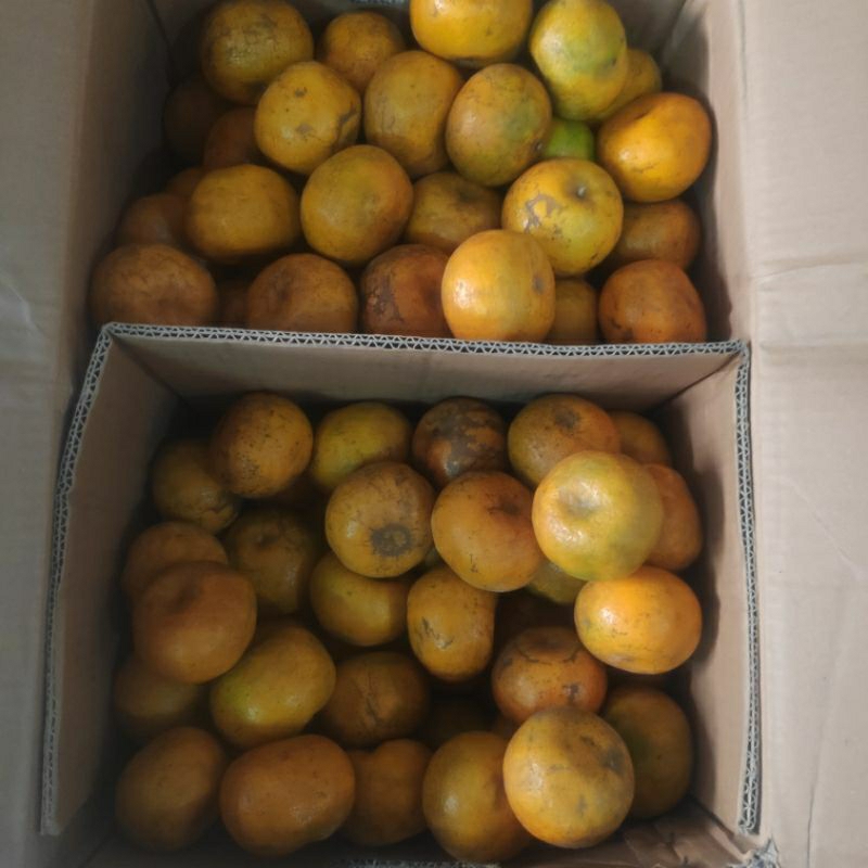 

jeruk siam madu jawa timur 1 kg (8buah)