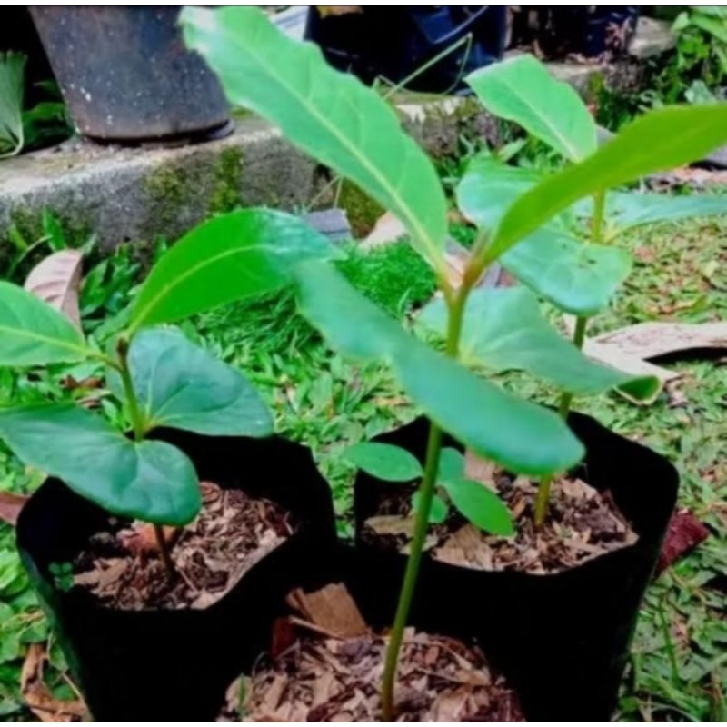 5biji bibit Ketapang laut + bonus 1pohon ketapang