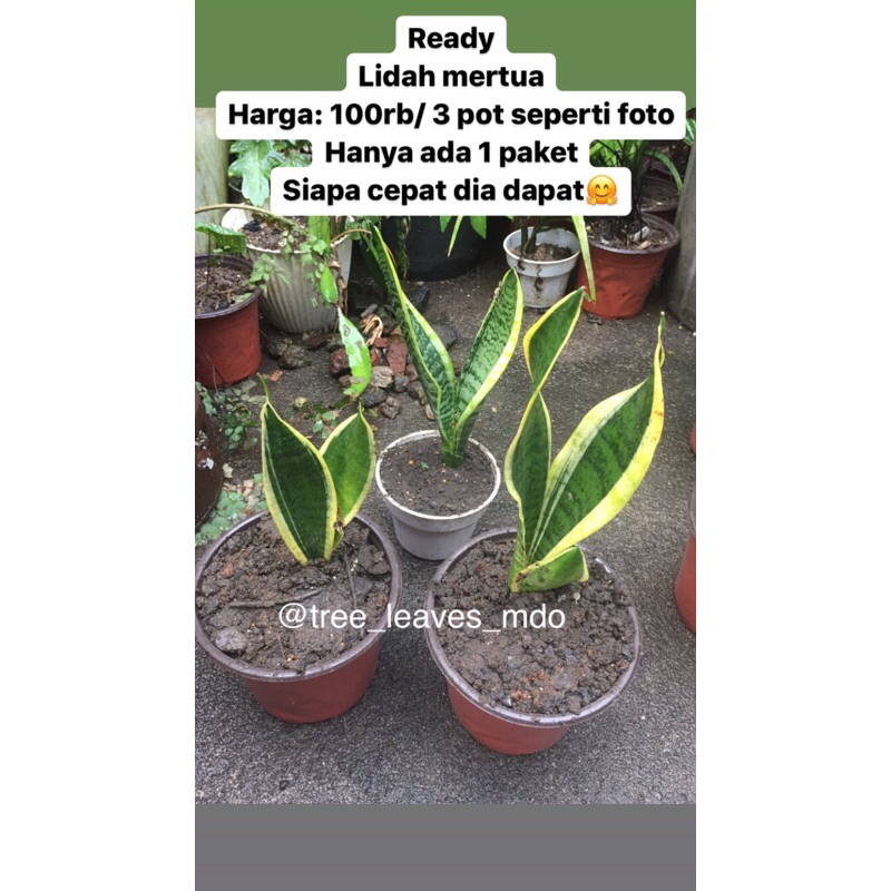 lidah mertua sanseivera kuning cantik