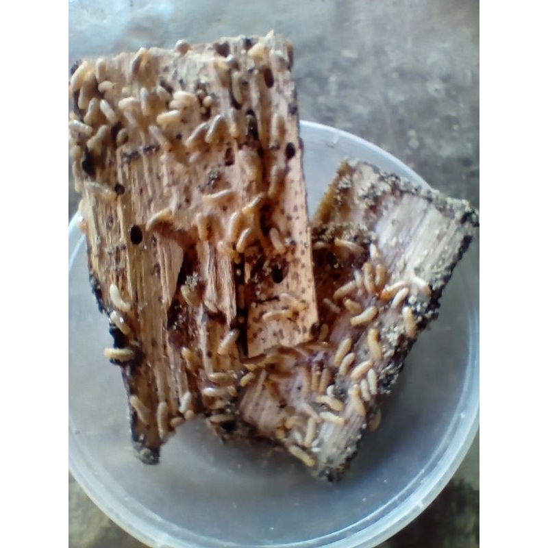 poa ,pua warangas umpan mancing