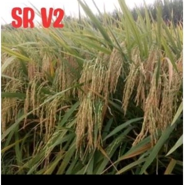 BENIH PADI SR V2 , kemasan 1kg