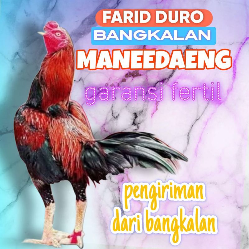 

Telur fertil ayam pakhoy trah maneedaeng / COD