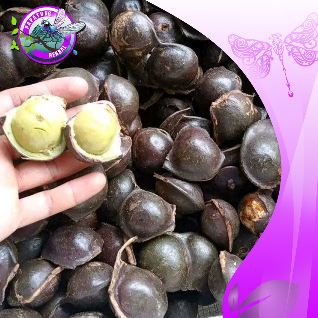 

JENGKOL TUA BELUM KIPAS / JENGKOL SUPER 1 KG - PAPATONG HERBAL