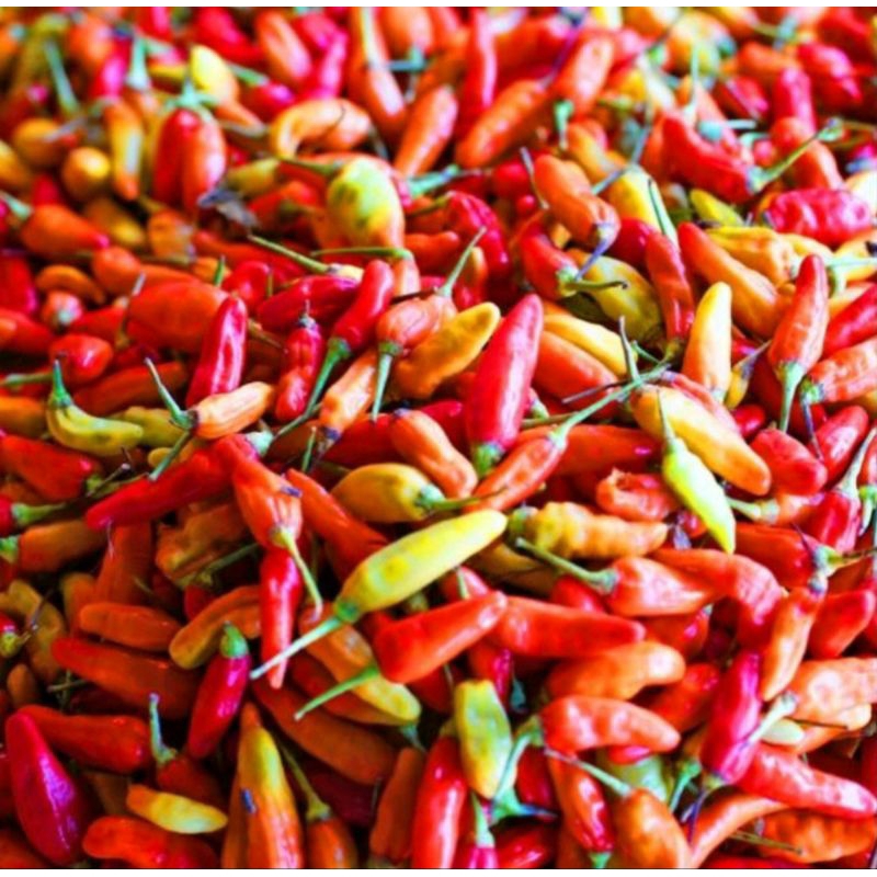 

cabe rawit merah segar fresh