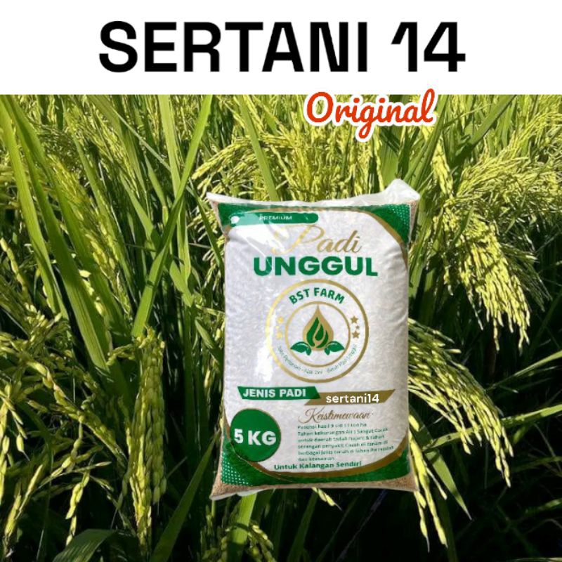 Benih Padi BIBIT Padi Unggul SERTANI 14 kemasan 5kg