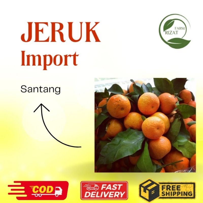 

[Dikirim Instant] Jeruk Santang Daun | Jeruk Shantang Import