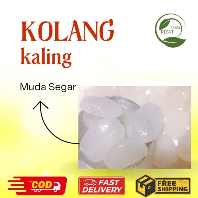 

[Dikirim Instant] Kolang Kaling Cangkaleng Muda Segar