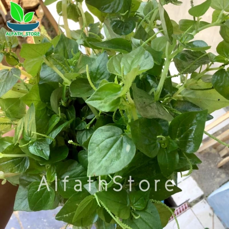 

DAUN SIRIH CINA SEGAR 500 GRAM