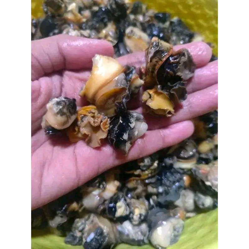 

Kol sawah suda di rebus 1kg