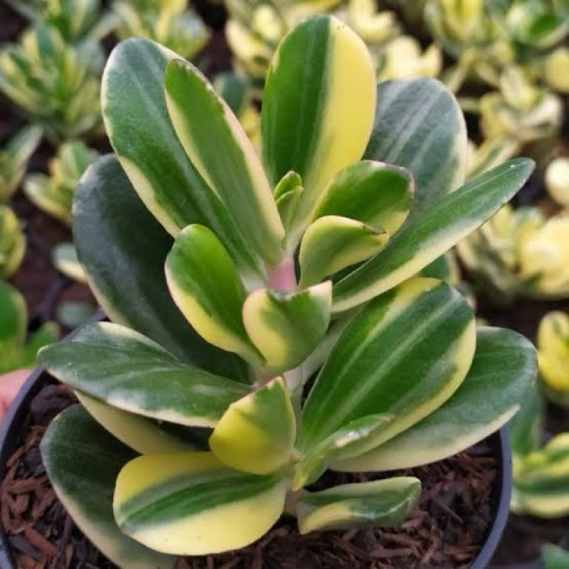 Sukulen Jade Plant Varigata