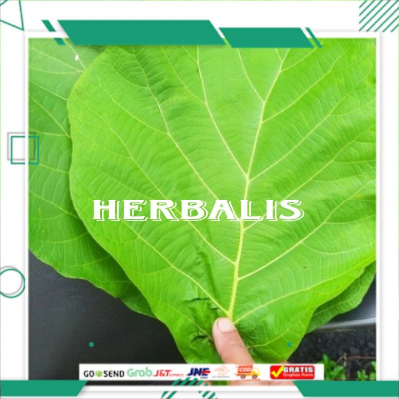 

Promo daun jati segar fres 500gr murah