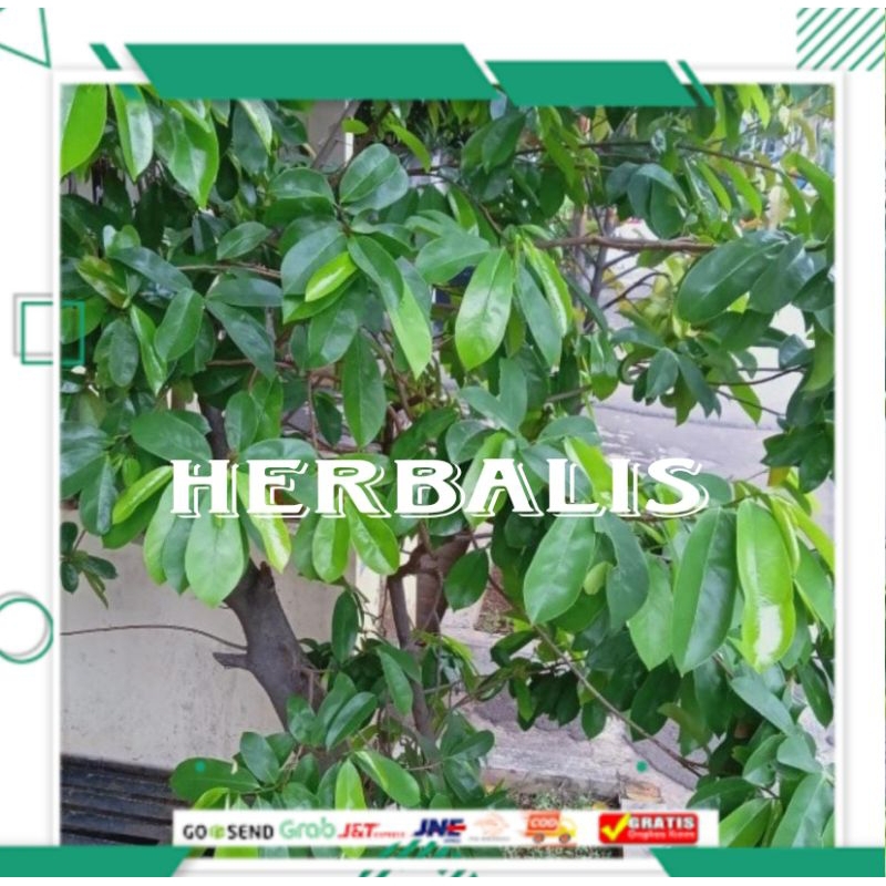 

Daun sirsak segar fres per lembar