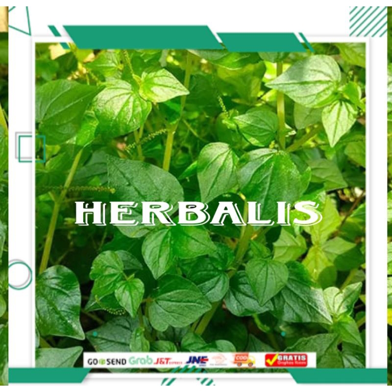 

Daun sirih cina segar 1kg murah