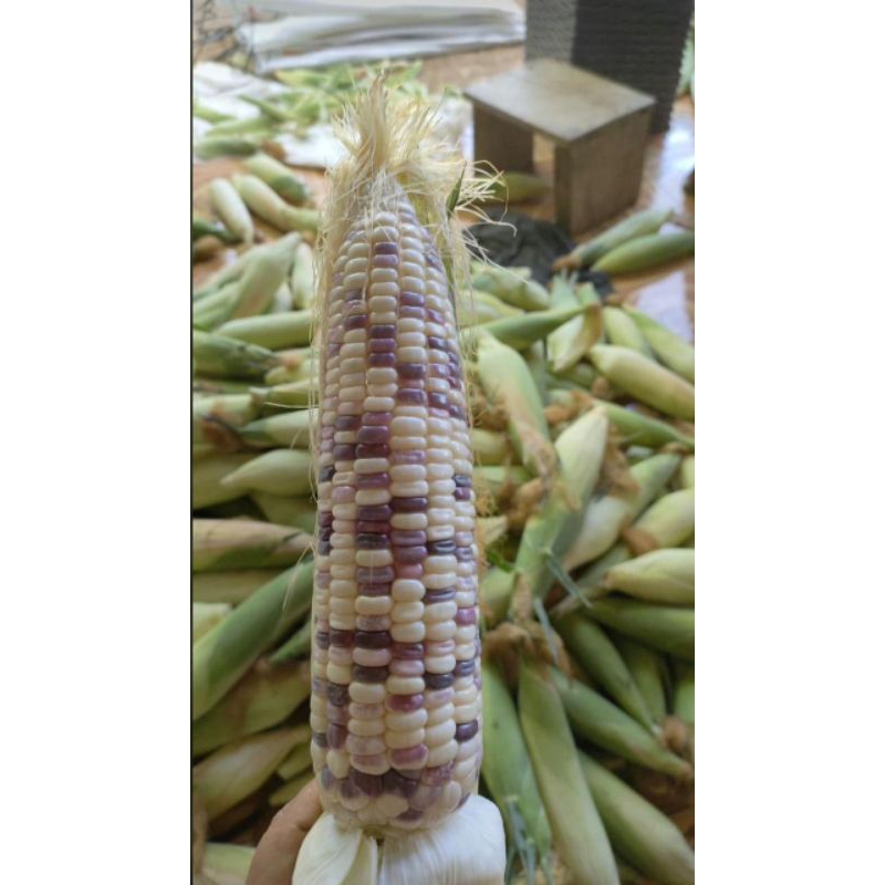 

Jagung Batik Ketan