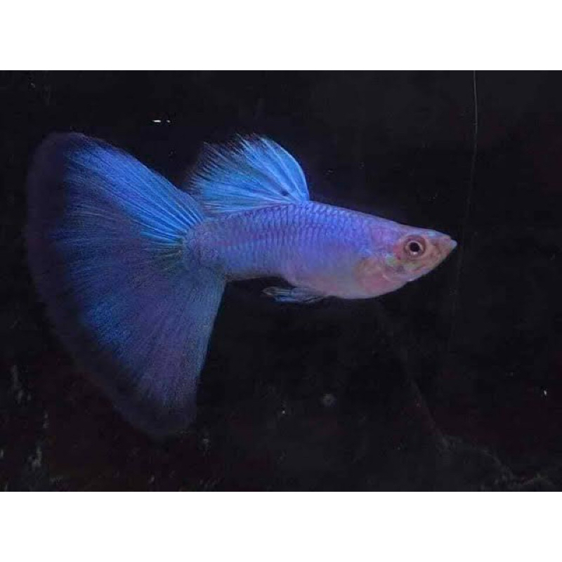 Hiasan aquarium guppy singa blue tail