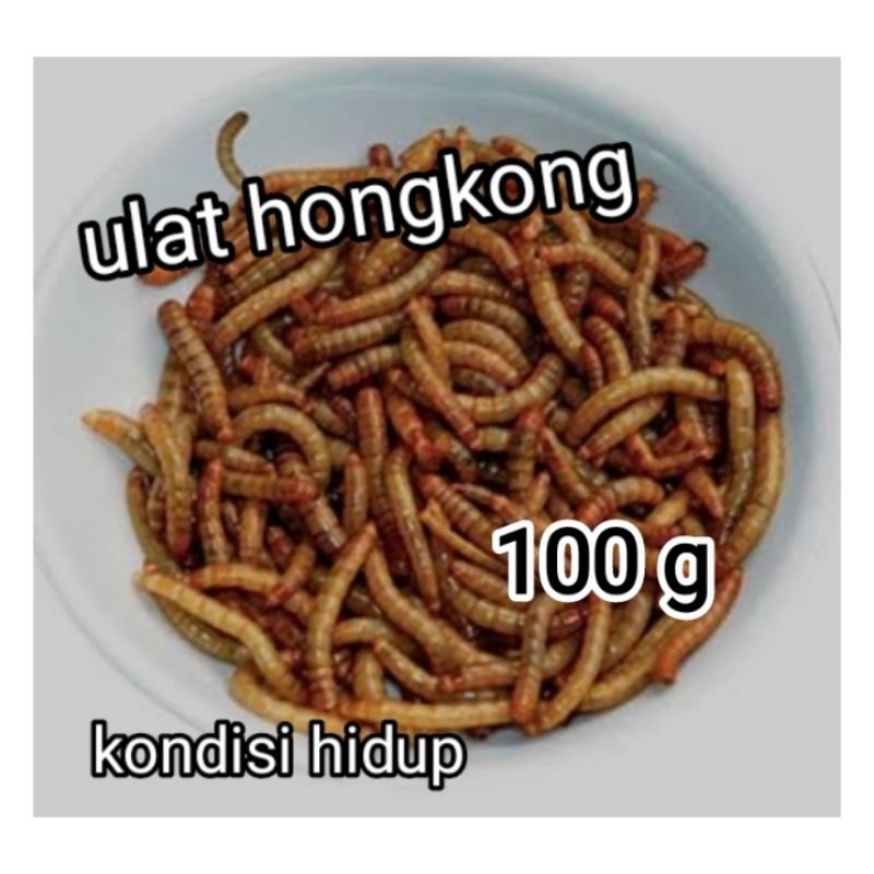 Ulat Hongkong