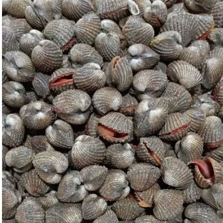 

Kerang dara hidup / fresh tanpa bahan pengawet