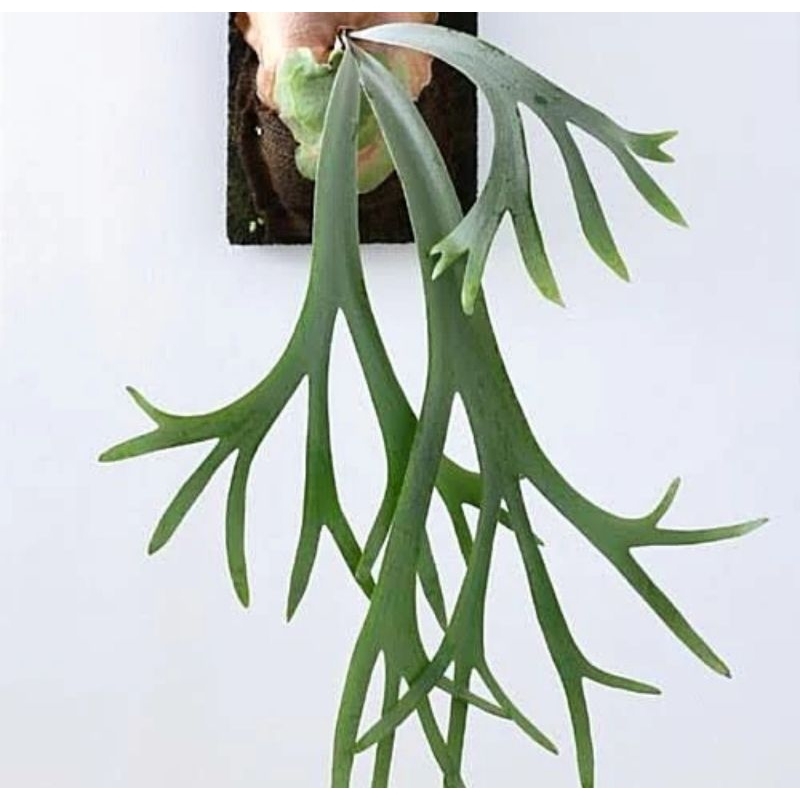 tanaman gantung pakis kadaka tanduk rusa tanaman hias tanduk rusa