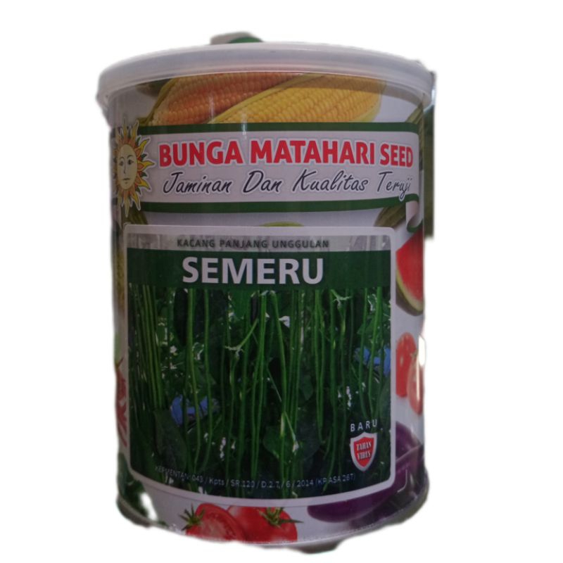 Benih Kacang Panjang SEMERU dari Matahari Seed