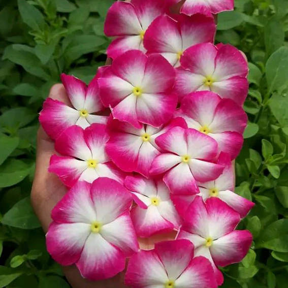 G22 biji benih bunga vinca nirvana white splash tapak dara juntai gantung fresh seed