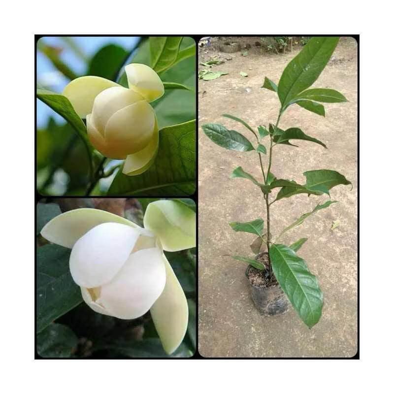 ￼Tanaman Hias Bunga Cempaka gondok - Bunga Cempaka - Bibit Bunga Cempaka - Bibit Cempaka