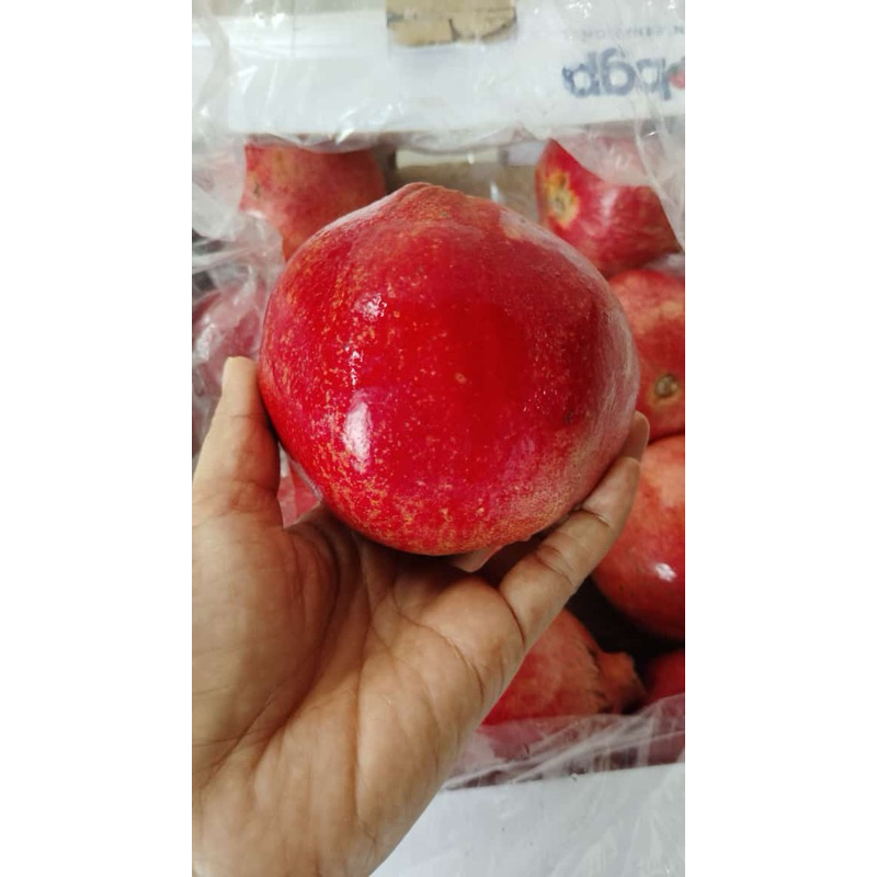 

BACA DESKRIPSI - DELIMA - marketkitabali