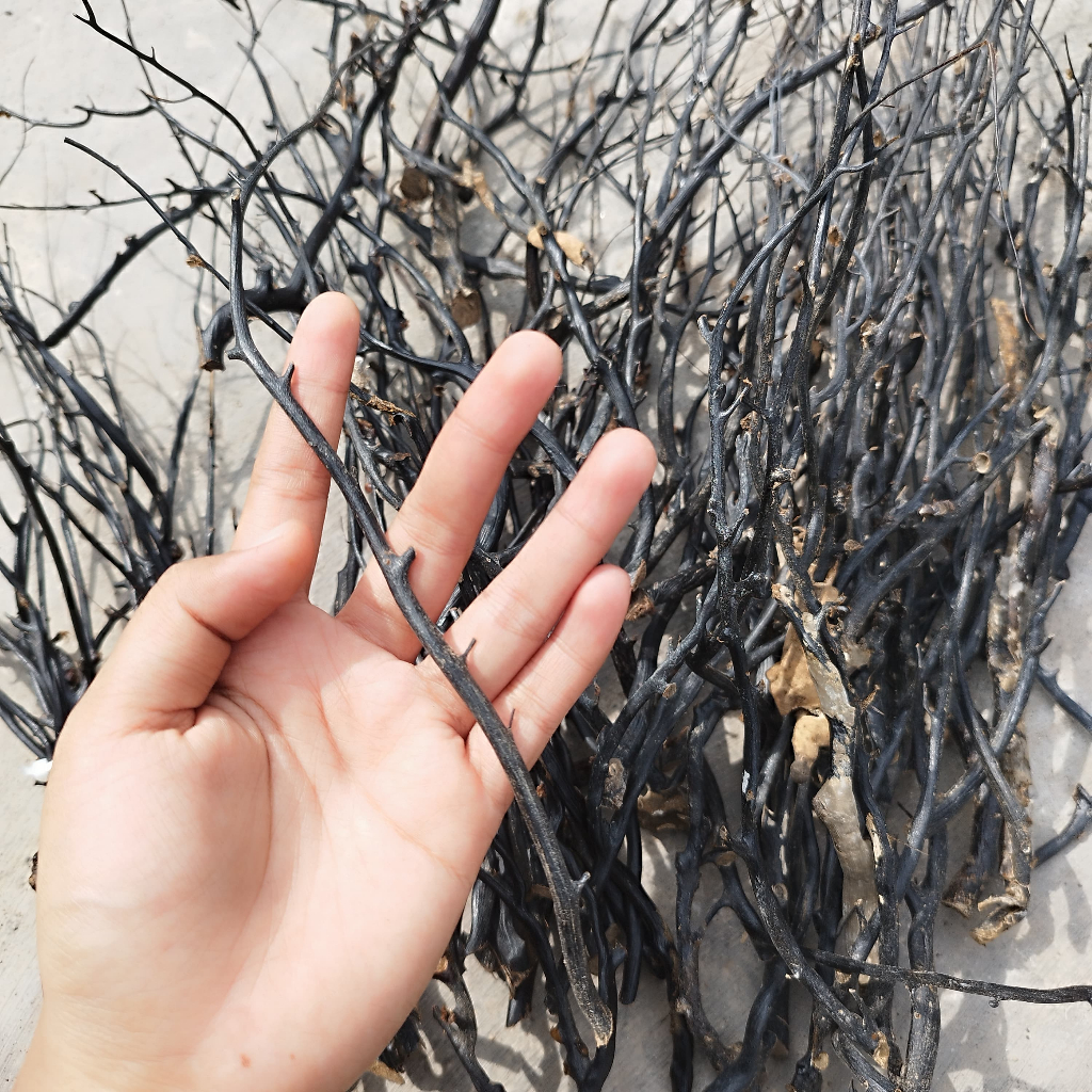 Bahan Akar Bahar Hitam Size Kecil