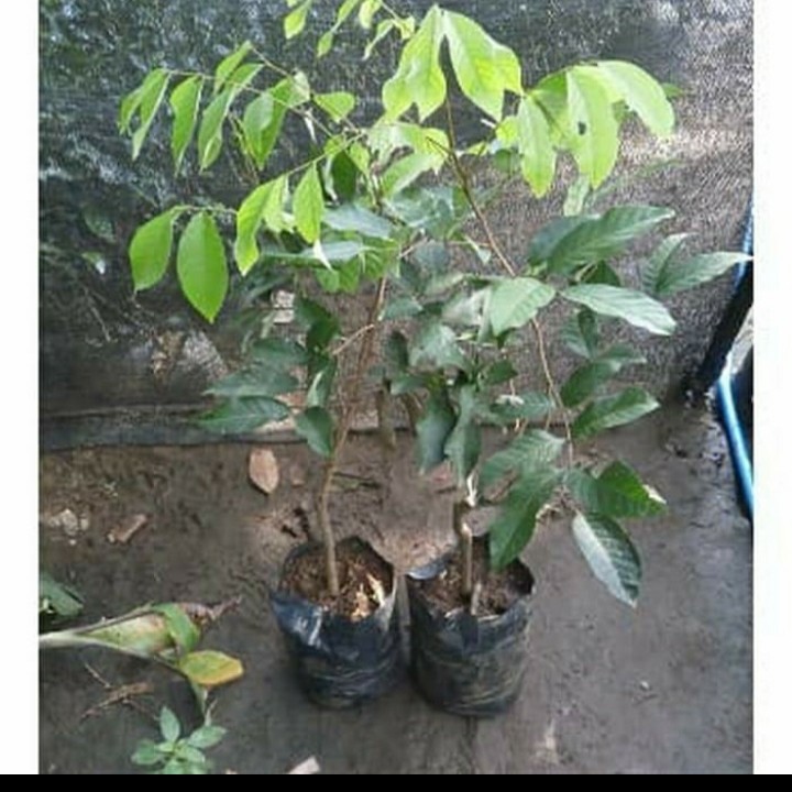 BIBIT TANAMAN BUAH RAMBUTAN PARAKAN KUALITAS SUPER