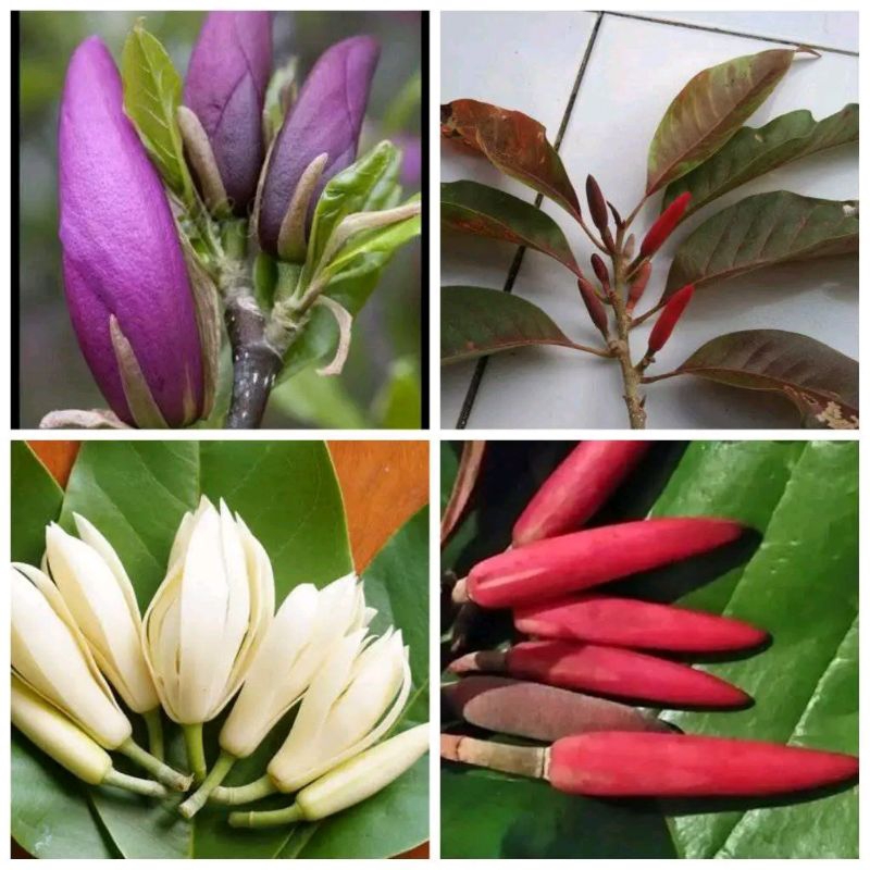 3 paket bibit bunga kantil ungu merah putih okulasi