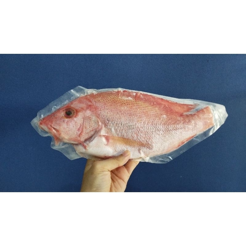 

ikan kakap merah utuh 600g